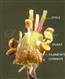 Androecium and Pistil